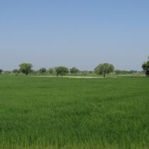 Agricultural Land for Sale