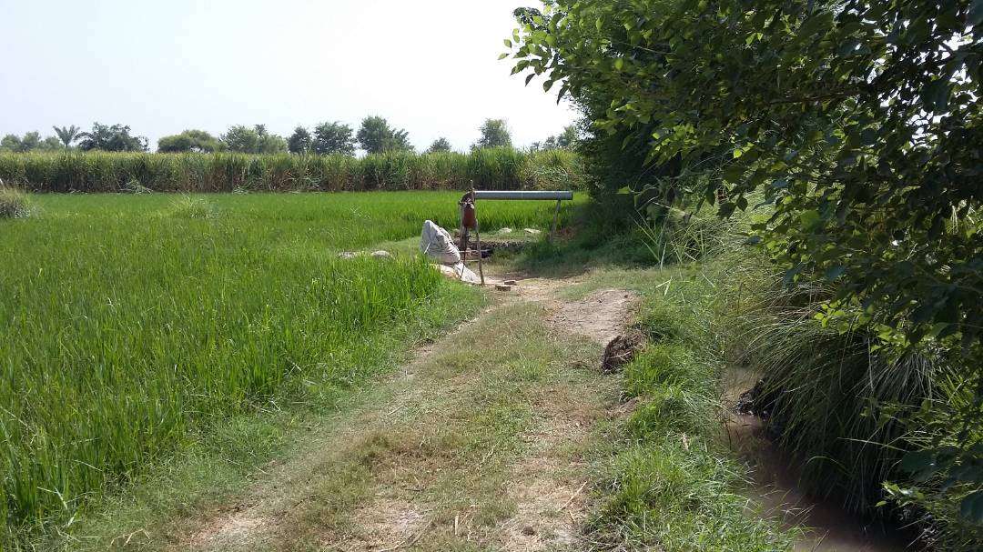 210 Kanal Attractive Agricultural land for sale in Muzaffargarh