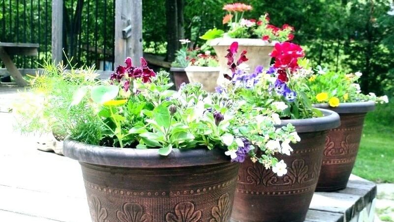 Tips for Container Gardening