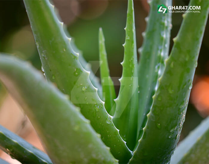 Aloe Vera Plant 