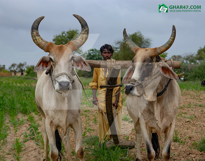 Animals and Cattles as a natural resource in Country